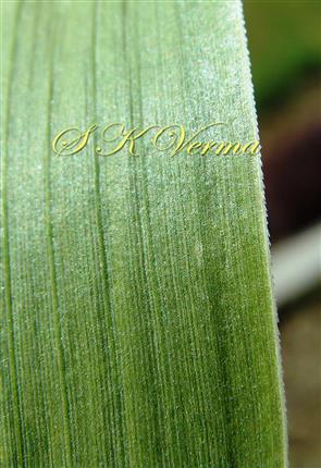  Leaf margin
